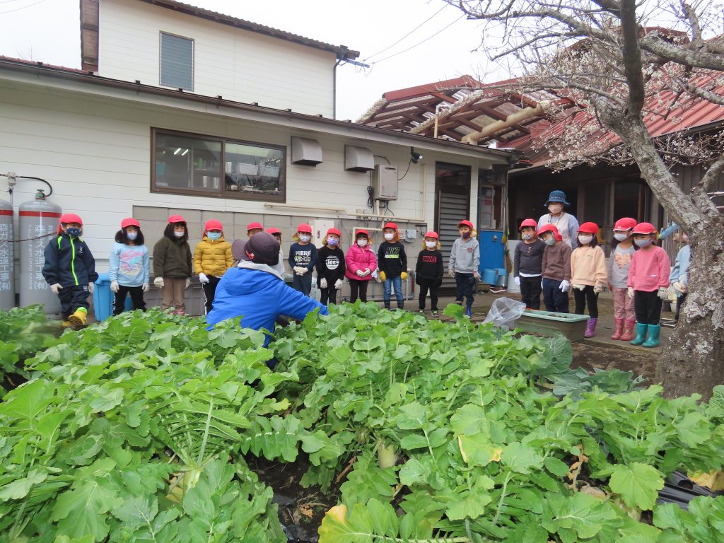 園児19名が大根そだて 東日本遺児支援 ちいさなあしながさん あしなが育英会